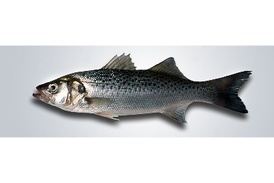 Spotted seabass €/kg
