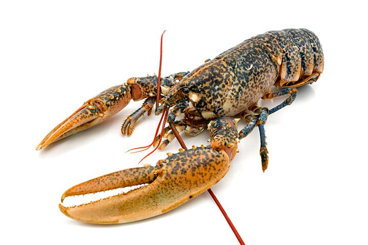 Lobster (price / kg)