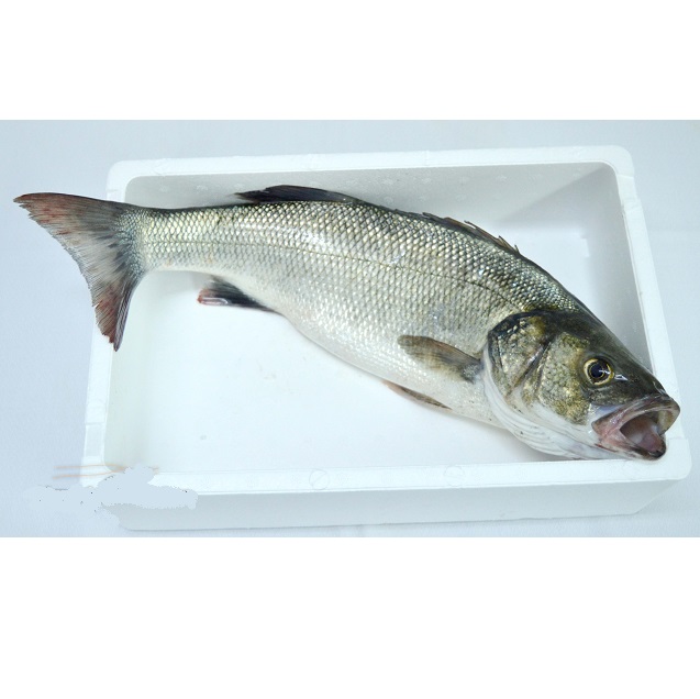 European bass (price/kg)